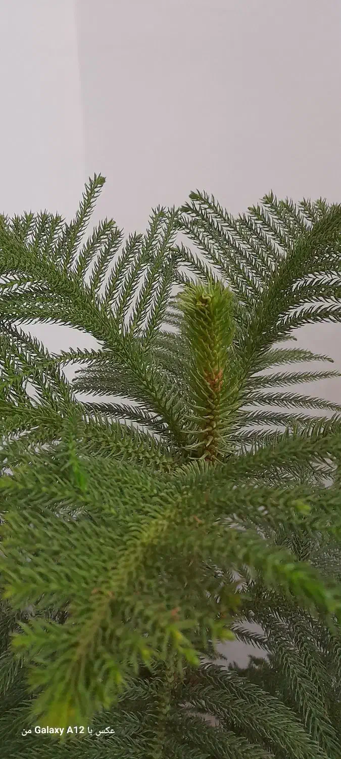 کاج مطبق|گل و گیاه طبیعی|کرج, خرمدشت|دیوار