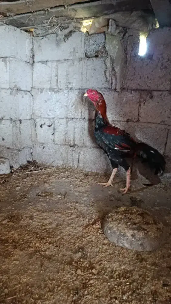 خروس لاری نوک طوطی|پرنده|سیاهکل, |دیوار