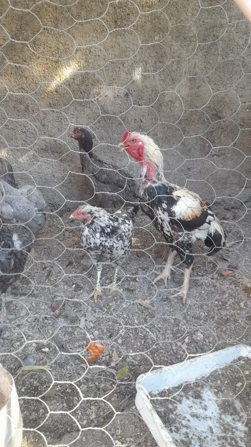 تخم لاری اصل نطفه دار|حیوانات مزرعه|دلند, |دیوار