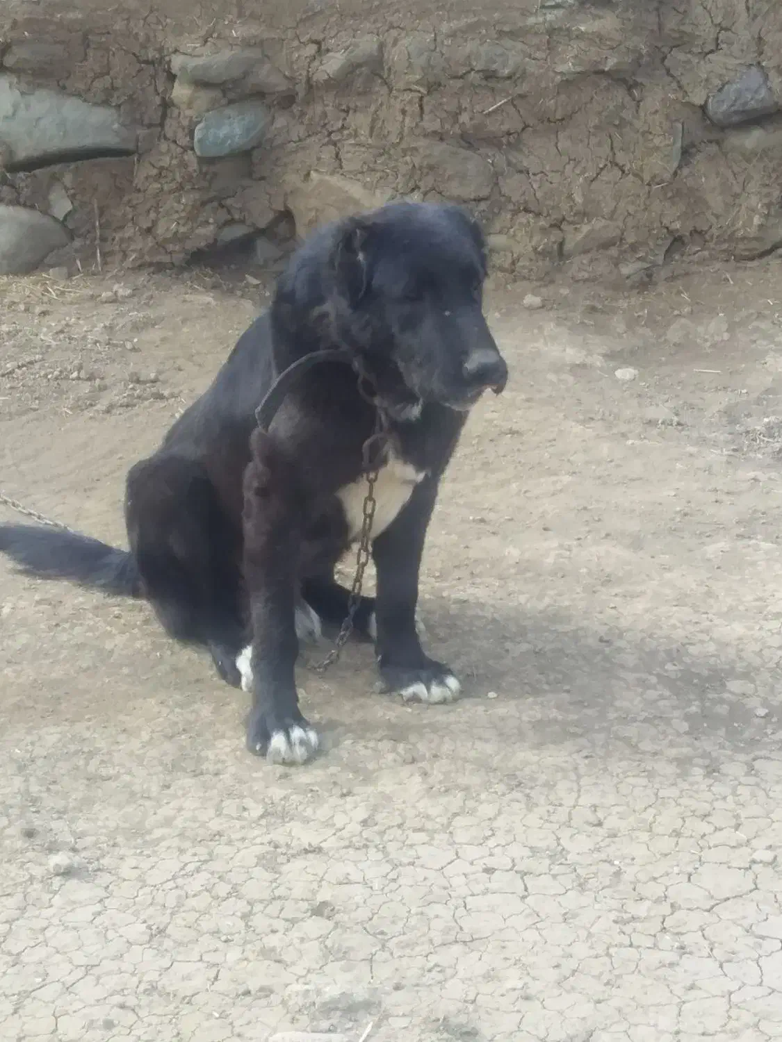 سگ سرابی سه ساله|سگ|انگوت, |دیوار