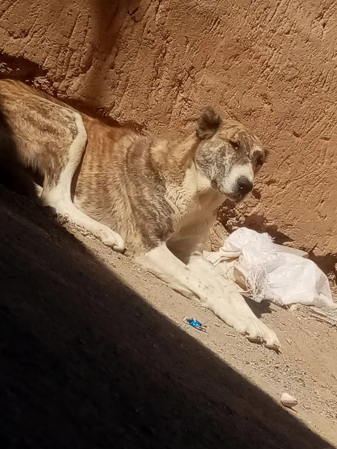 واگذاری حیون نر وماده|سگ|تربت جام, جلگه موسی آباد|دیوار
