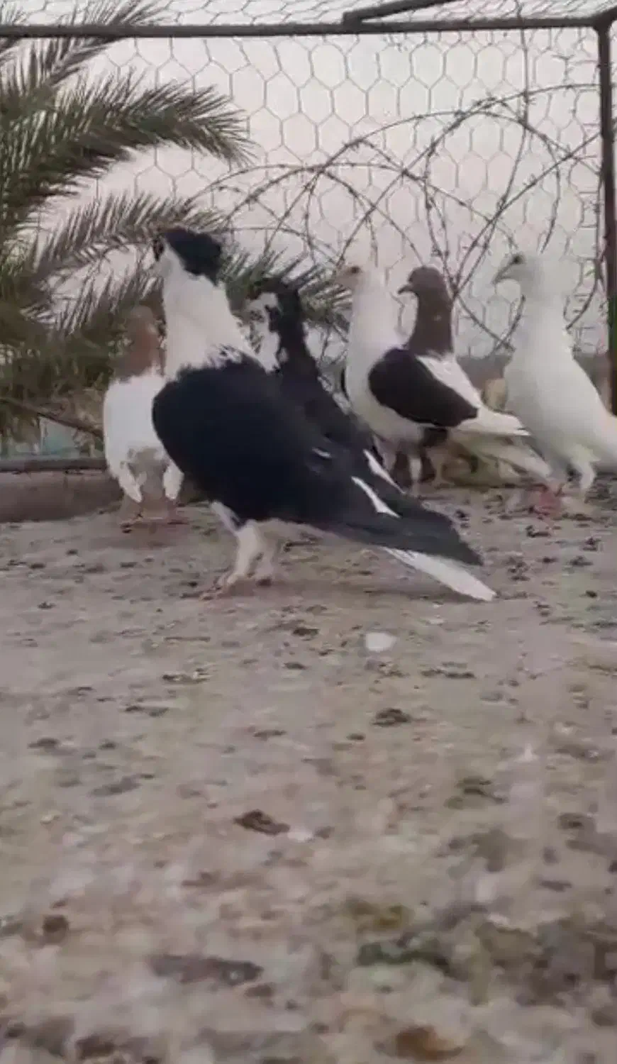 کبوتر جفتی 600|پرنده|میرجاوه, |دیوار