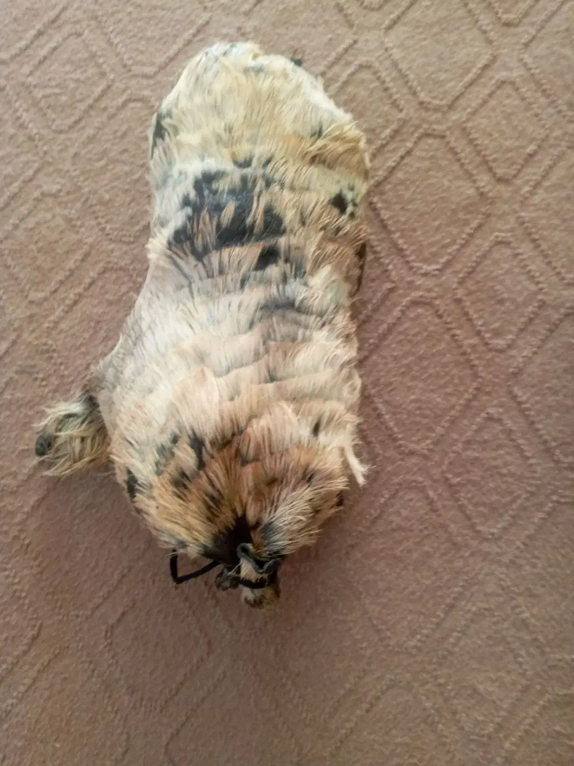 خیگ جا روغن|ظروف نگهدارنده، پلاستیکی، یک‌بارمصرف|شوشتر, |دیوار