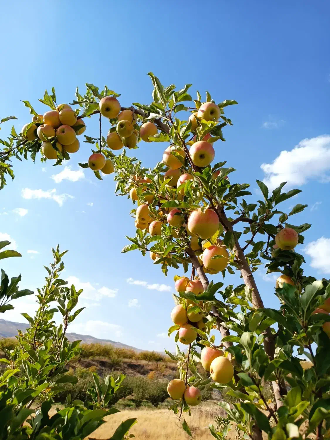 فروش سیب درجه یک لهدراز با بهترین کیفیت و قیمت|خوردنی و آشامیدنی|گندمان, |دیوار