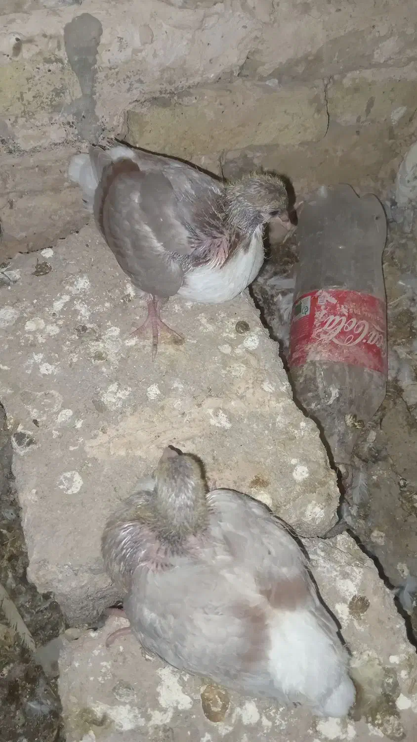 کبوتر|پرنده|فیروزه, |دیوار