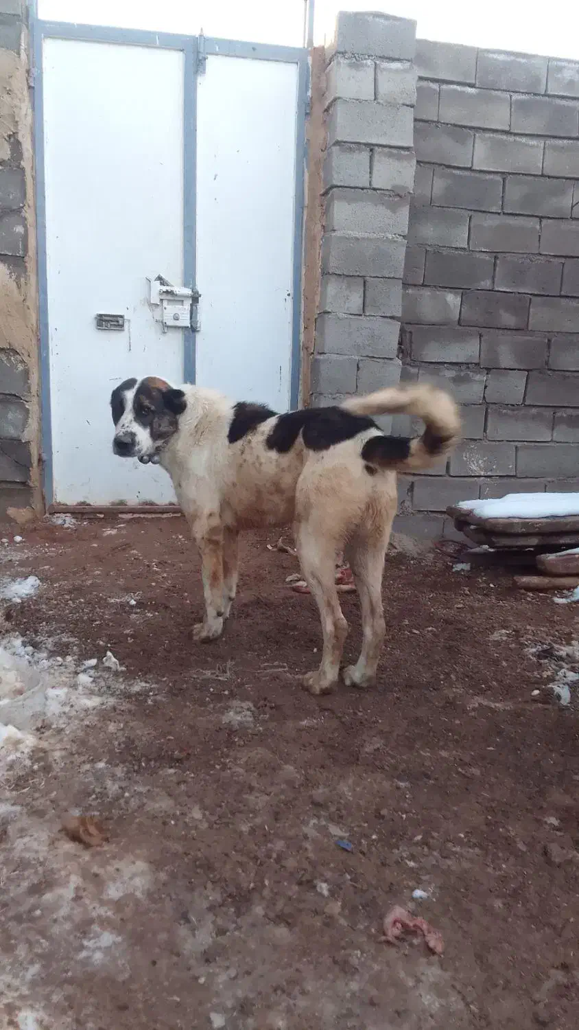 سگ‌گله|سگ|تربت جام, معدآباد|دیوار