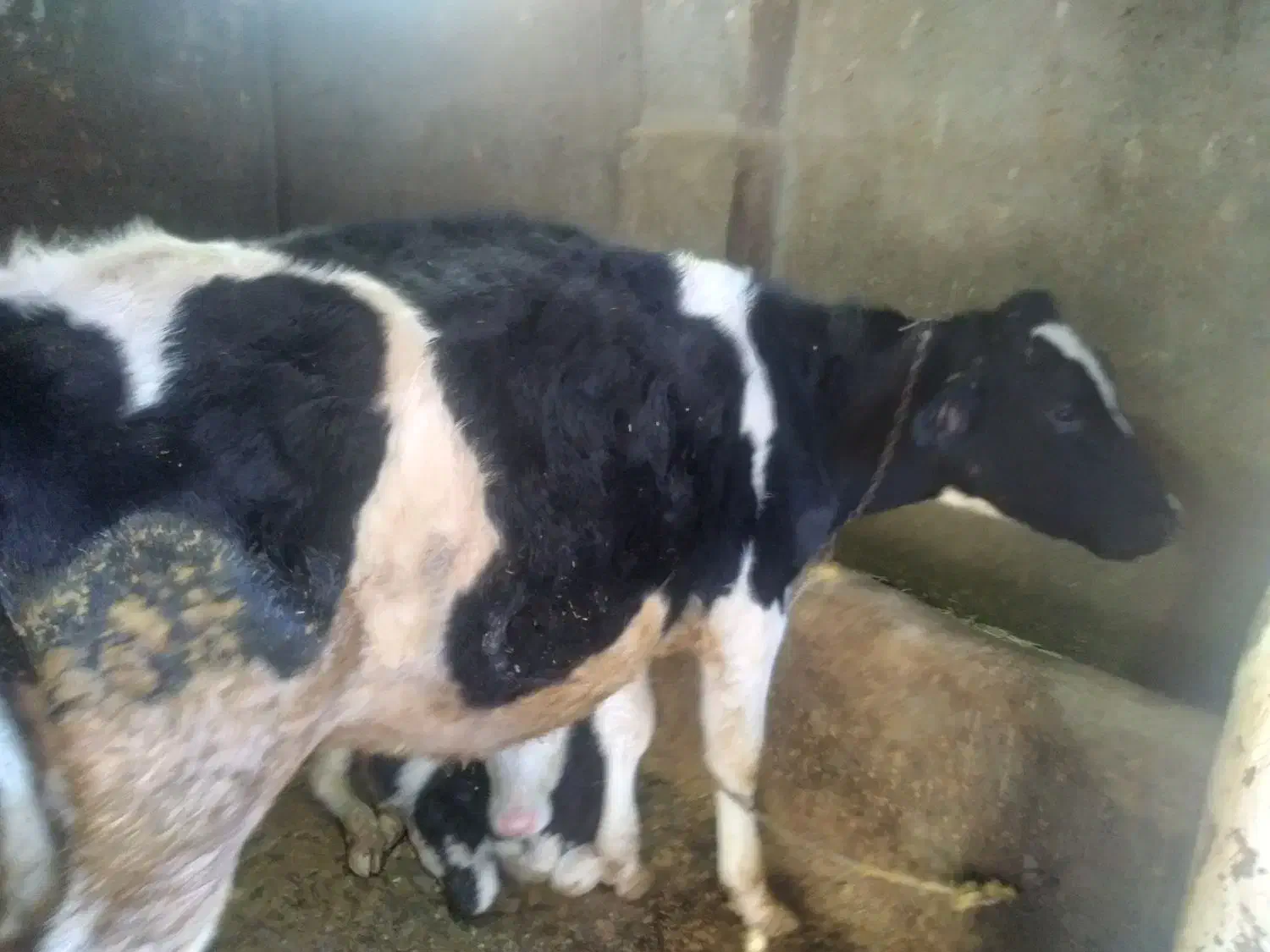 گاو گوساله|حیوانات مزرعه|دهگلان, |دیوار