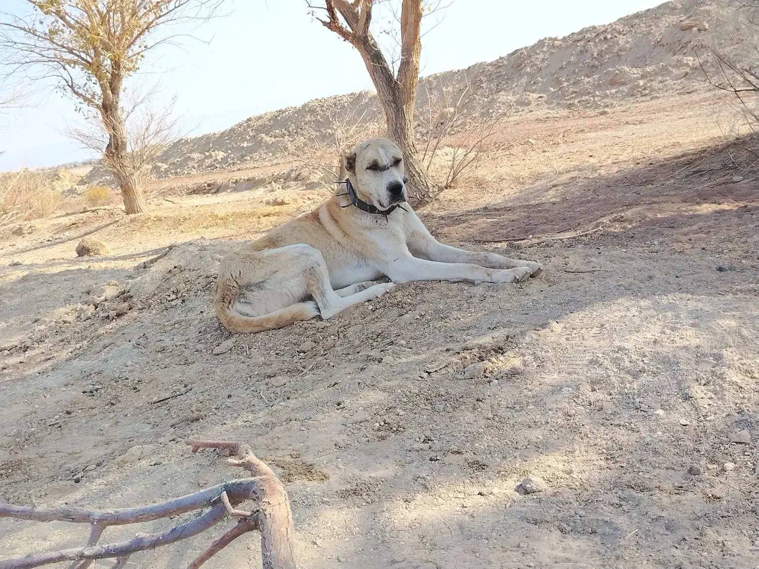 واگذاری سگ گله|سگ|طبس, |دیوار