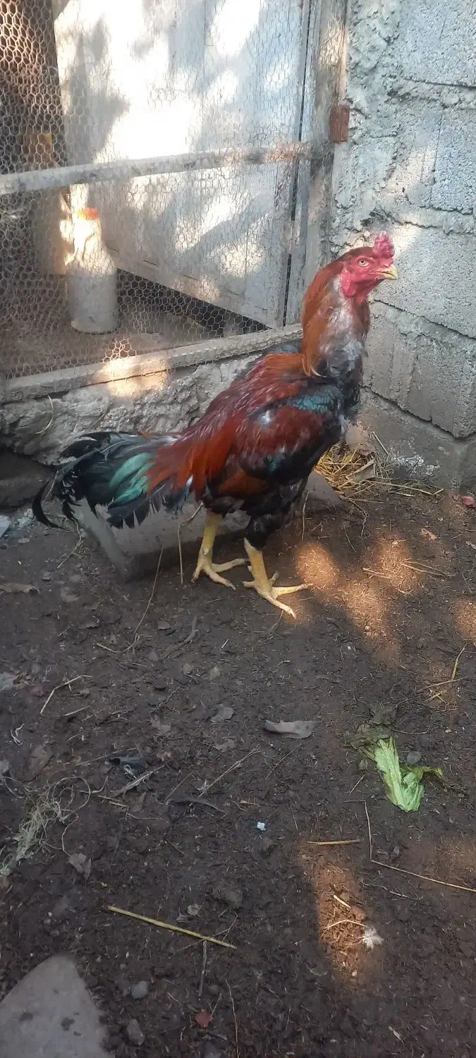 خروس لاری|حیوانات مزرعه|رشت, یخسازی|دیوار