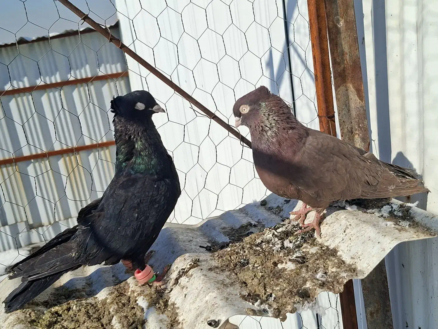 کفترابادانی جفتگاه|پرنده|مشهد, یاس|دیوار