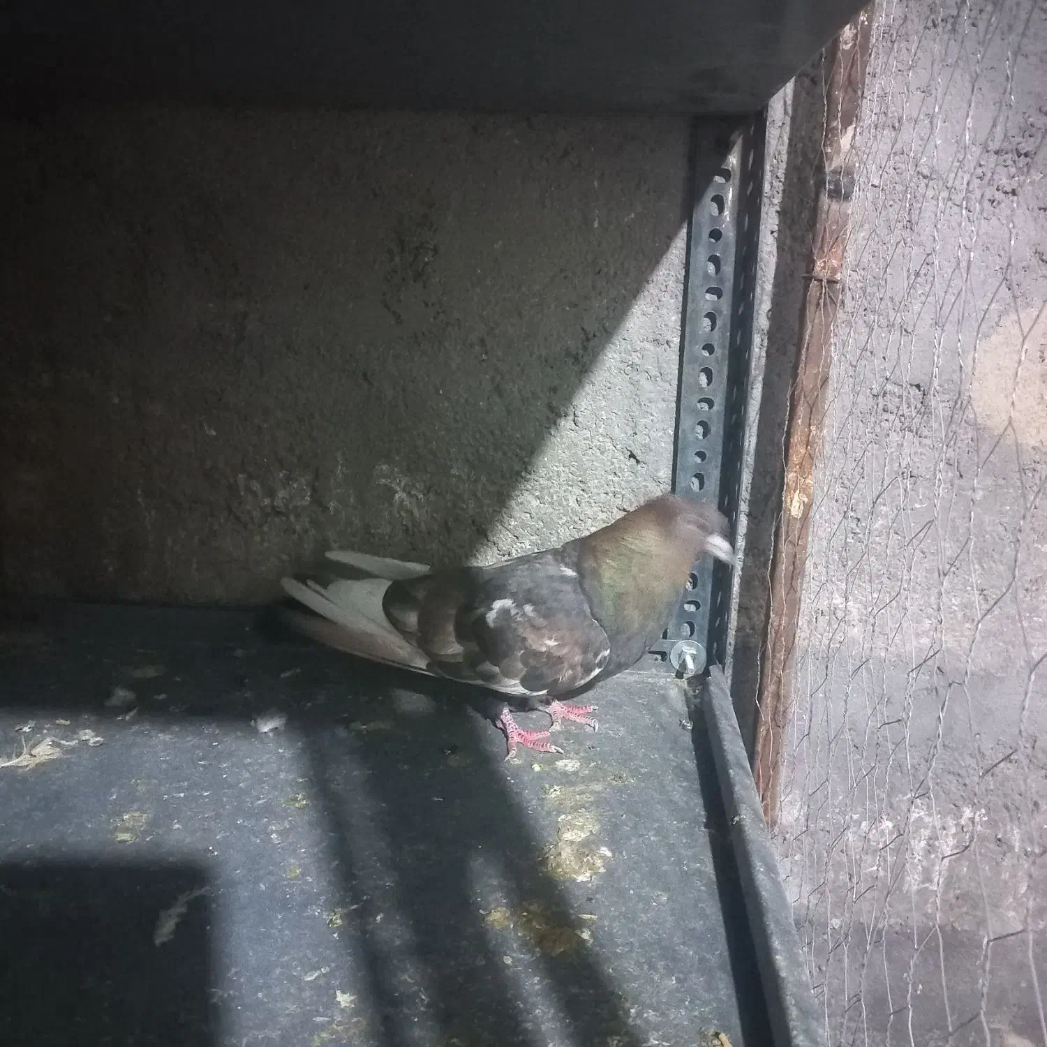 کبوتر|پرنده|بوئین زهرا, |دیوار