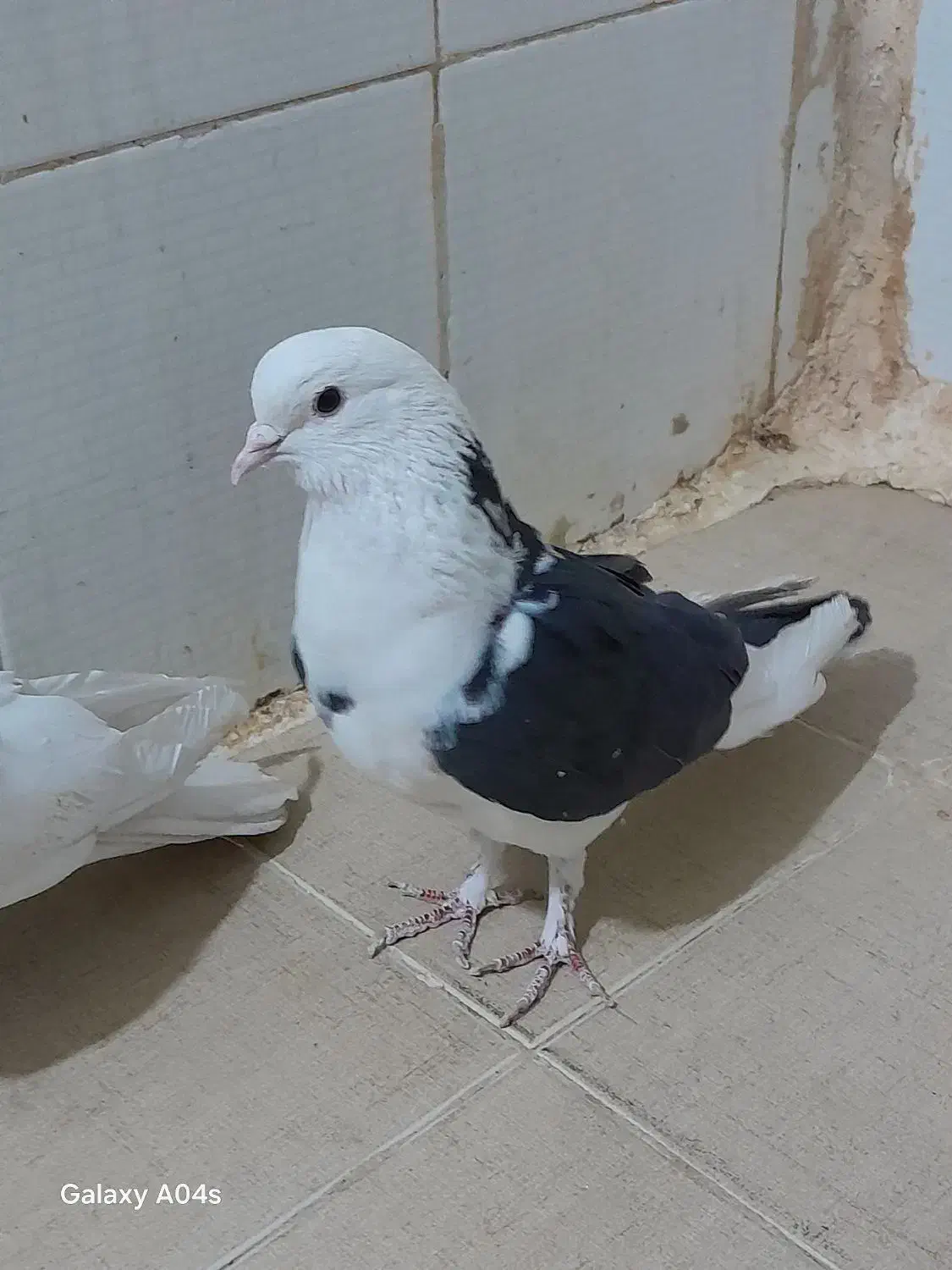 3تا کفتر پرشی دونه ای 200ت|پرنده|قرچک, شهرک طلائیه|دیوار