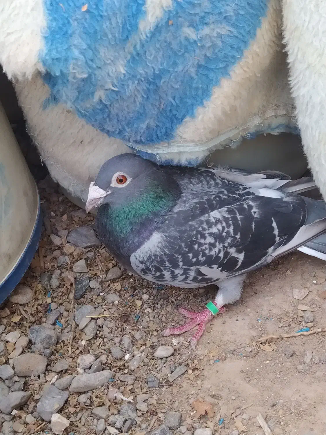 کفتر|پرنده|نهبندان, |دیوار