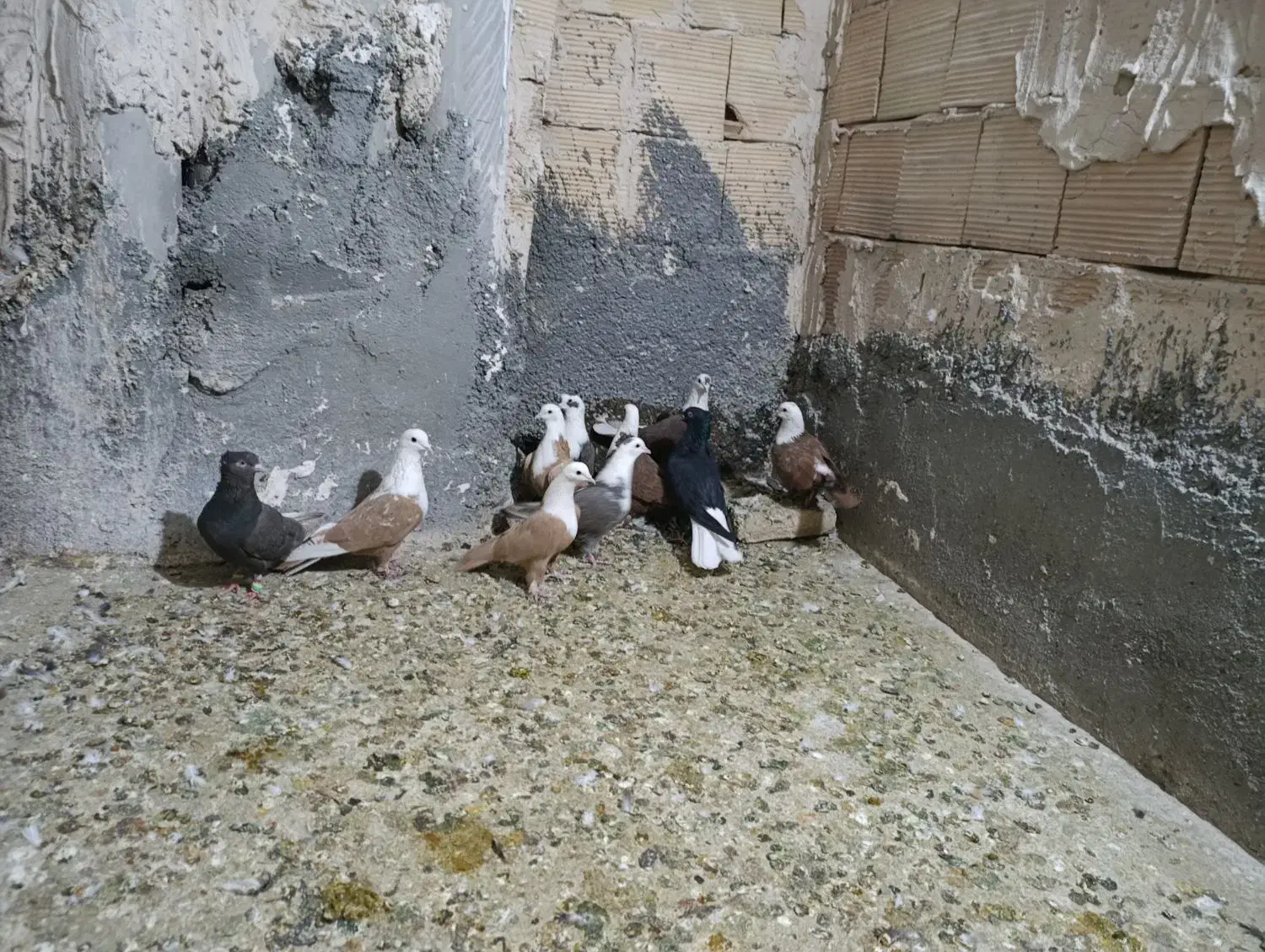 کبوتر جفتگاه رنگه کربلایی و آلمانی|پرنده|مشهد, ابوذر|دیوار