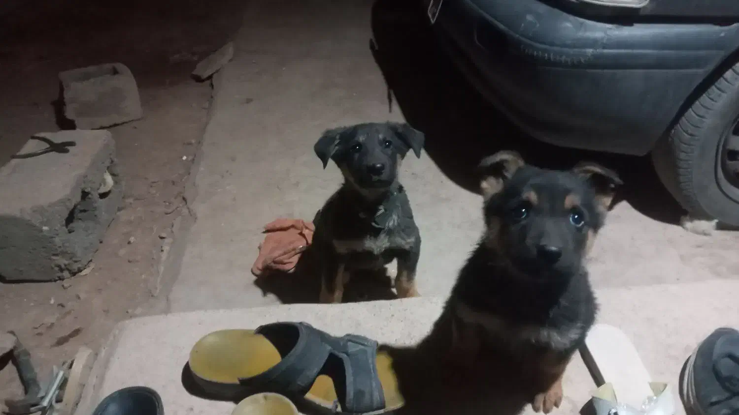 توله دو ماه ژرمن|سگ|زرند, |دیوار