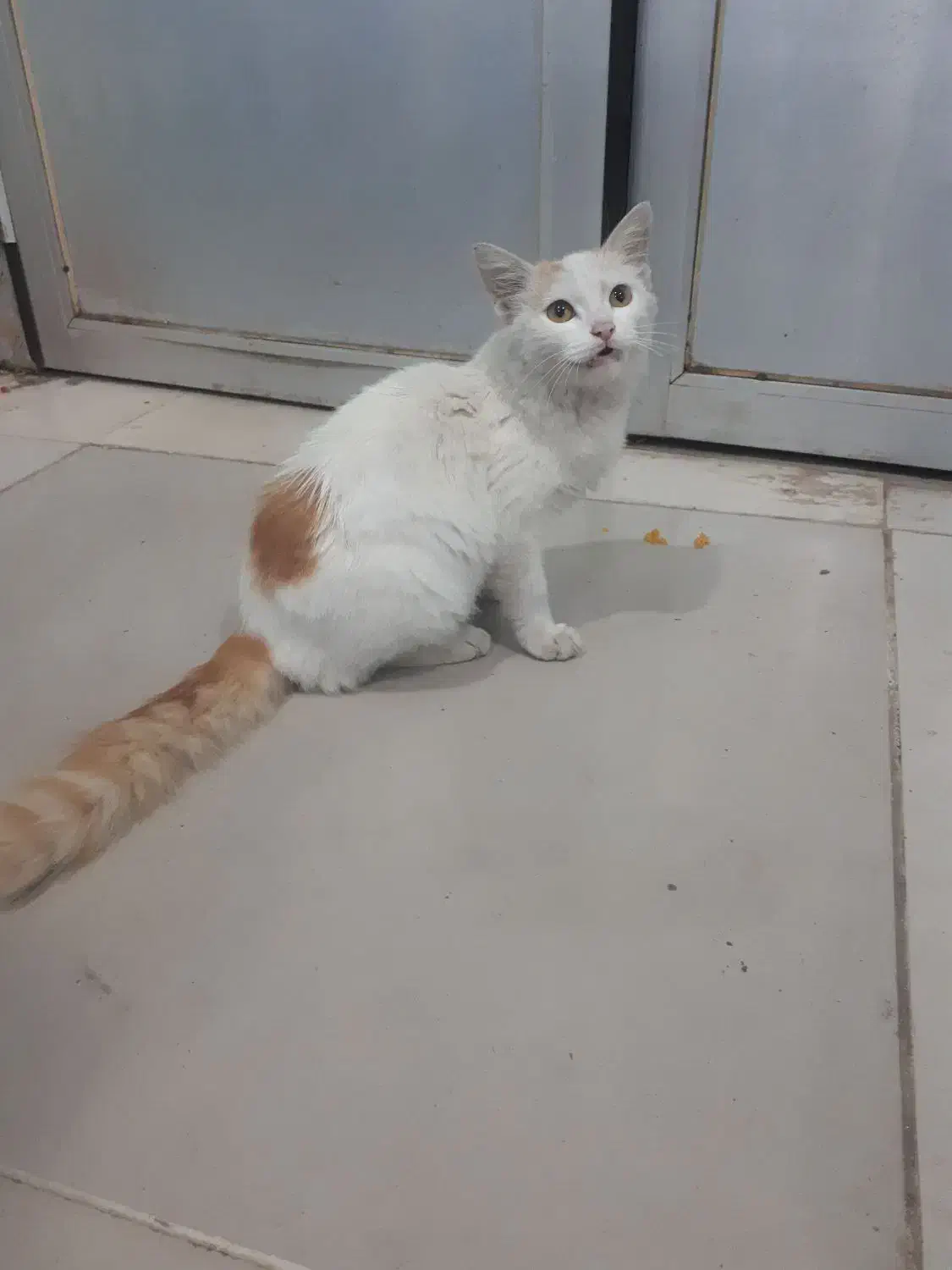 گربه دم سنجابی|گربه|رشت, سعدی (تختی)|دیوار