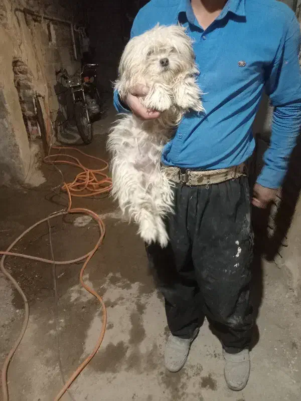 سلام ۴ماه هست ماده|سگ|خسروشاه, |دیوار