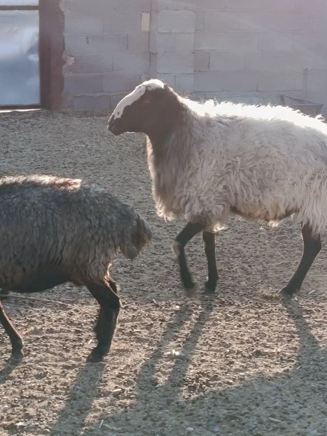 قوچ|حیوانات مزرعه|سیرجان, |دیوار