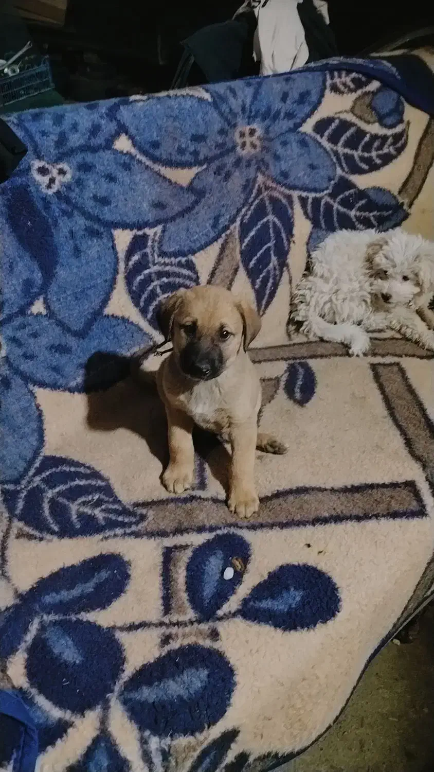 توله سگ سرابی اصل|سگ|بوکان, |دیوار