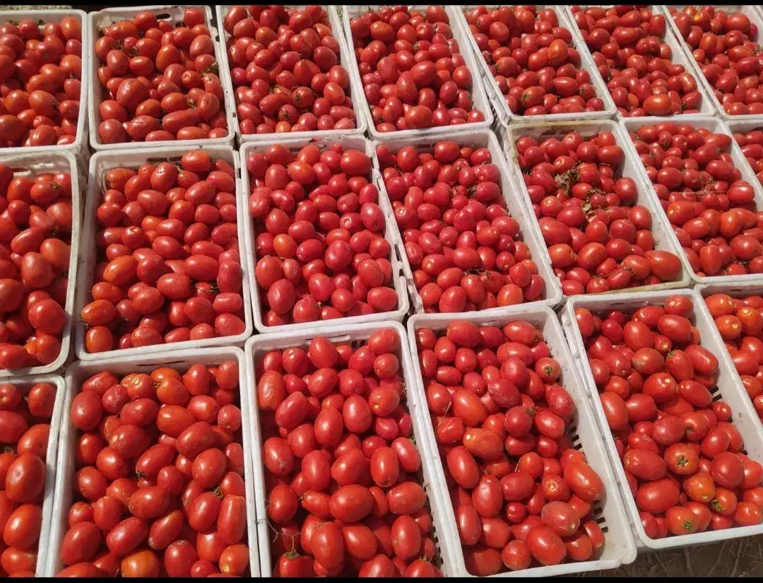 گوجه ربی همدان ارسال هر روزه پاسخگوی ۲۴ساعته|خوردنی و آشامیدنی|قم, علی آباد|دیوار