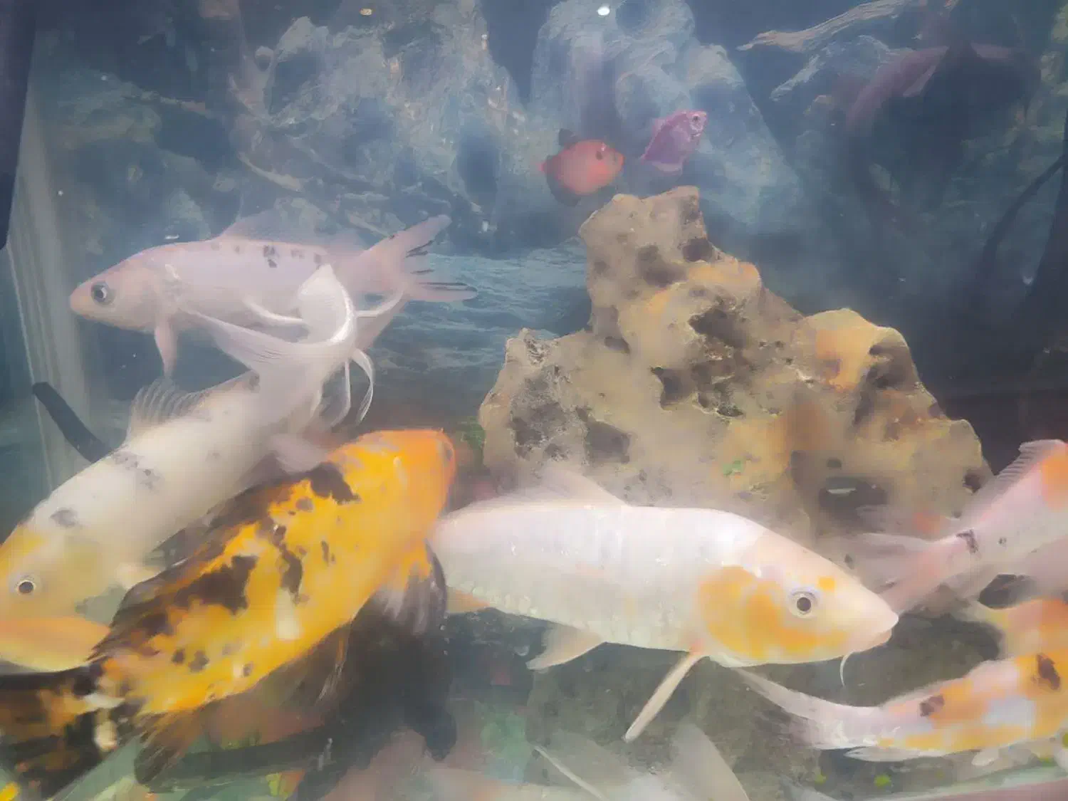 فروش ماهی کوی|ماهی|یزد, |دیوار