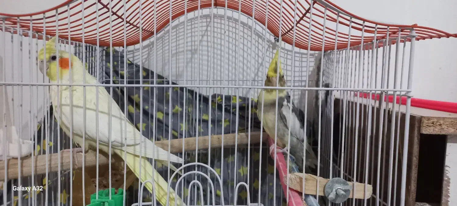 یک جفت عروس هلندی مست و آماده به همراه قفس و وسایل|پرنده|قائن, |دیوار