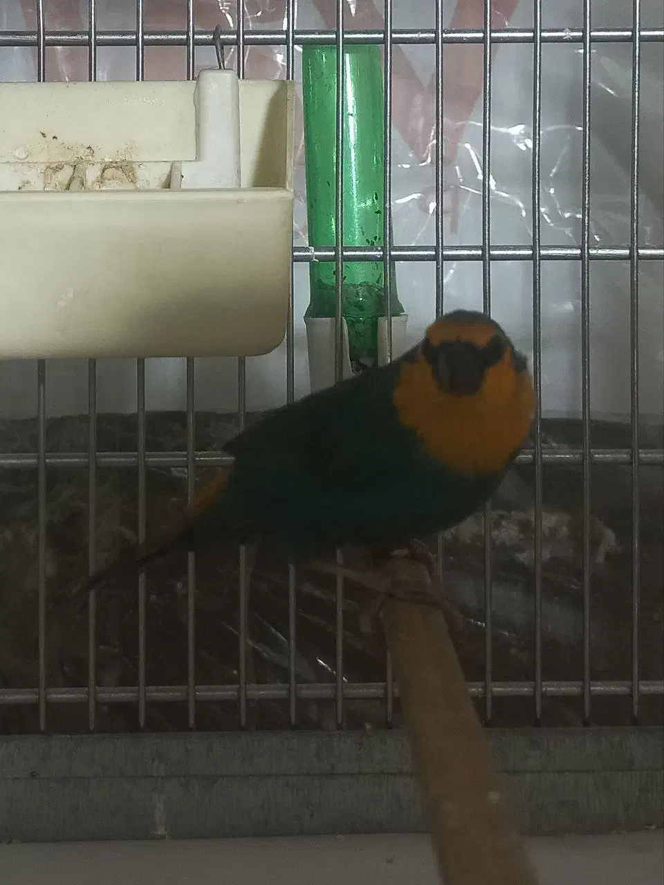 فنچ طوطی وار سر نارنجی و فنچ گلدین|پرنده|تهران, امین حضور|دیوار