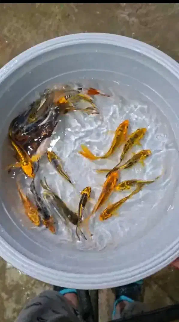 فروش نواع ماهی کوی|ماهی|سیرجان, |دیوار