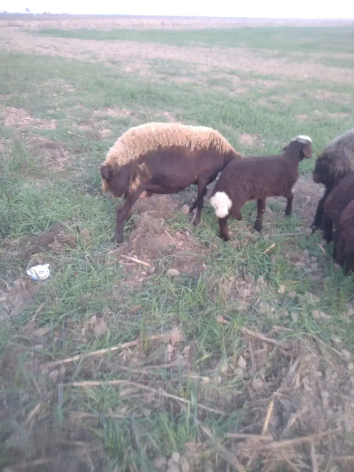 یک عددگوسفندبره داربره ماده|حیوانات مزرعه|بندر ترکمن, |دیوار