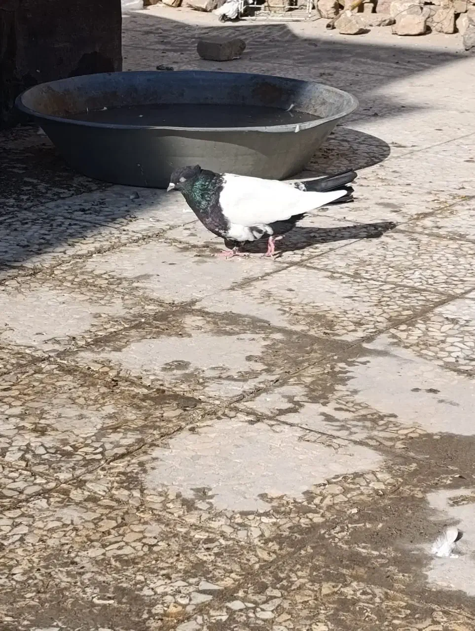 کفتر فنچ پرنده عروس هلندی وغیره|پرنده|پاکدشت, پاکدشت (مامازند)|دیوار