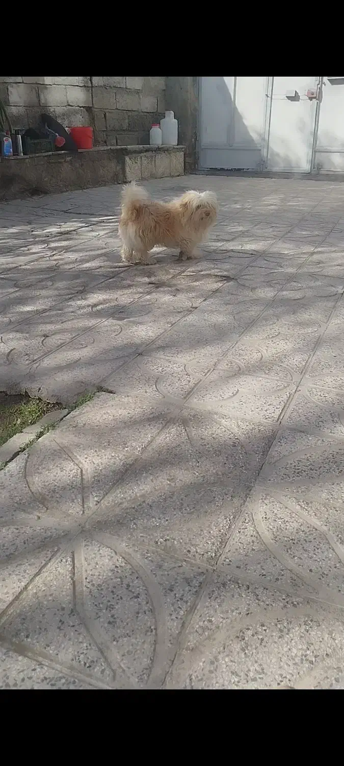 سگ پا کوتاه|سگ|مشگین شهر, |دیوار