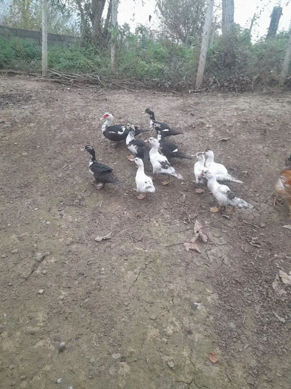 فروش اردک اسرائیلی|حیوانات مزرعه|توتکابن, |دیوار