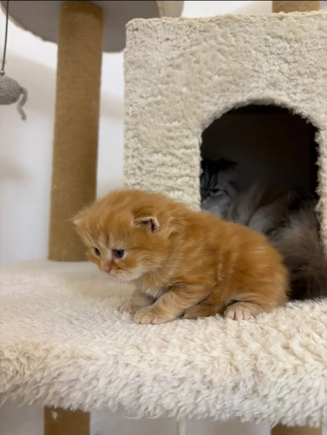 گربه بریتیش لانگ هیر|گربه|رشت, گلسار|دیوار