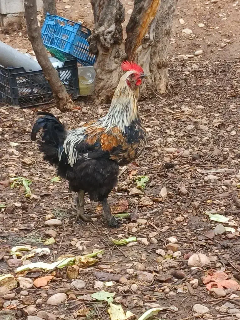 خروس برهما|حیوانات مزرعه|شیراز, میرزاکوچک خان|دیوار