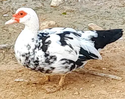 اردک سیکو|حیوانات مزرعه|آبدان, |دیوار