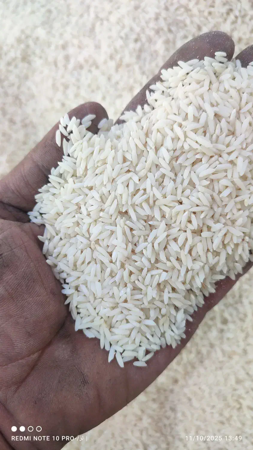 برنج|خوردنی و آشامیدنی|اسفرورین, |دیوار