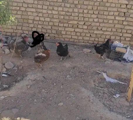 مرغ محلی. ولایتی|حیوانات مزرعه|تربت‌حیدریه, ترمینال|دیوار