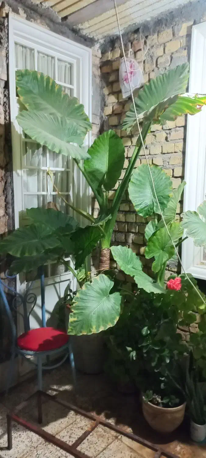 گل بابا آدم|گل و گیاه طبیعی|کوهدشت, |دیوار