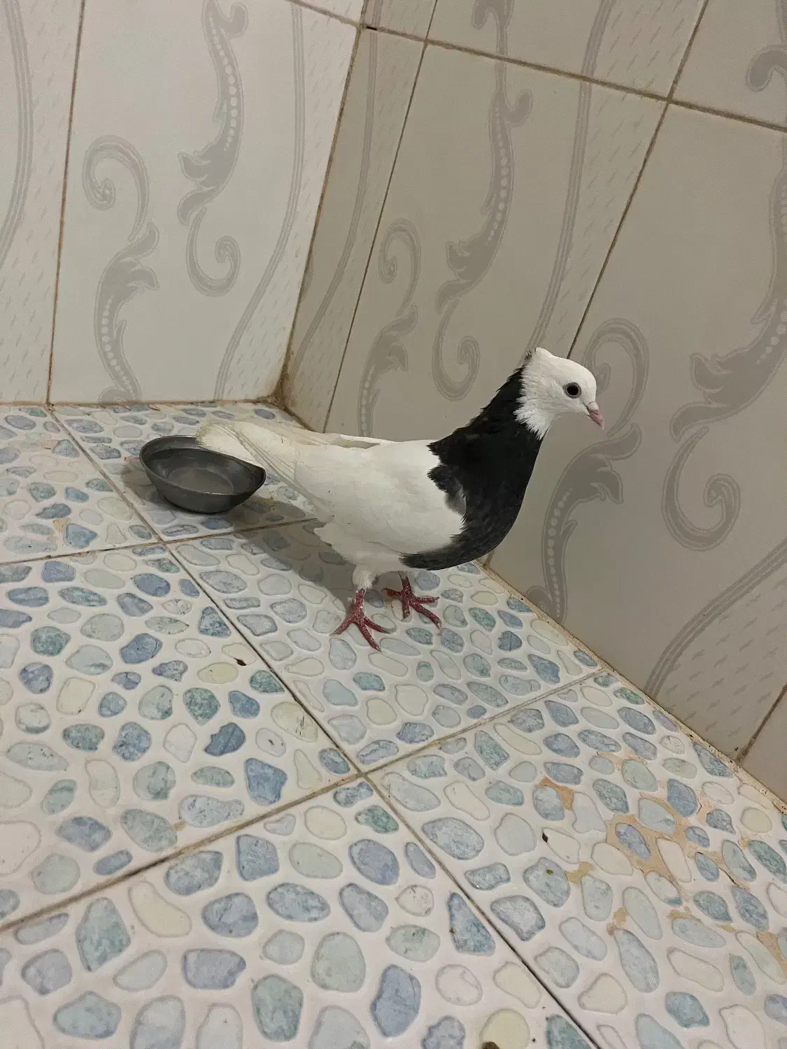 کبوتر طوقی|پرنده|تربت جام, کلالی|دیوار