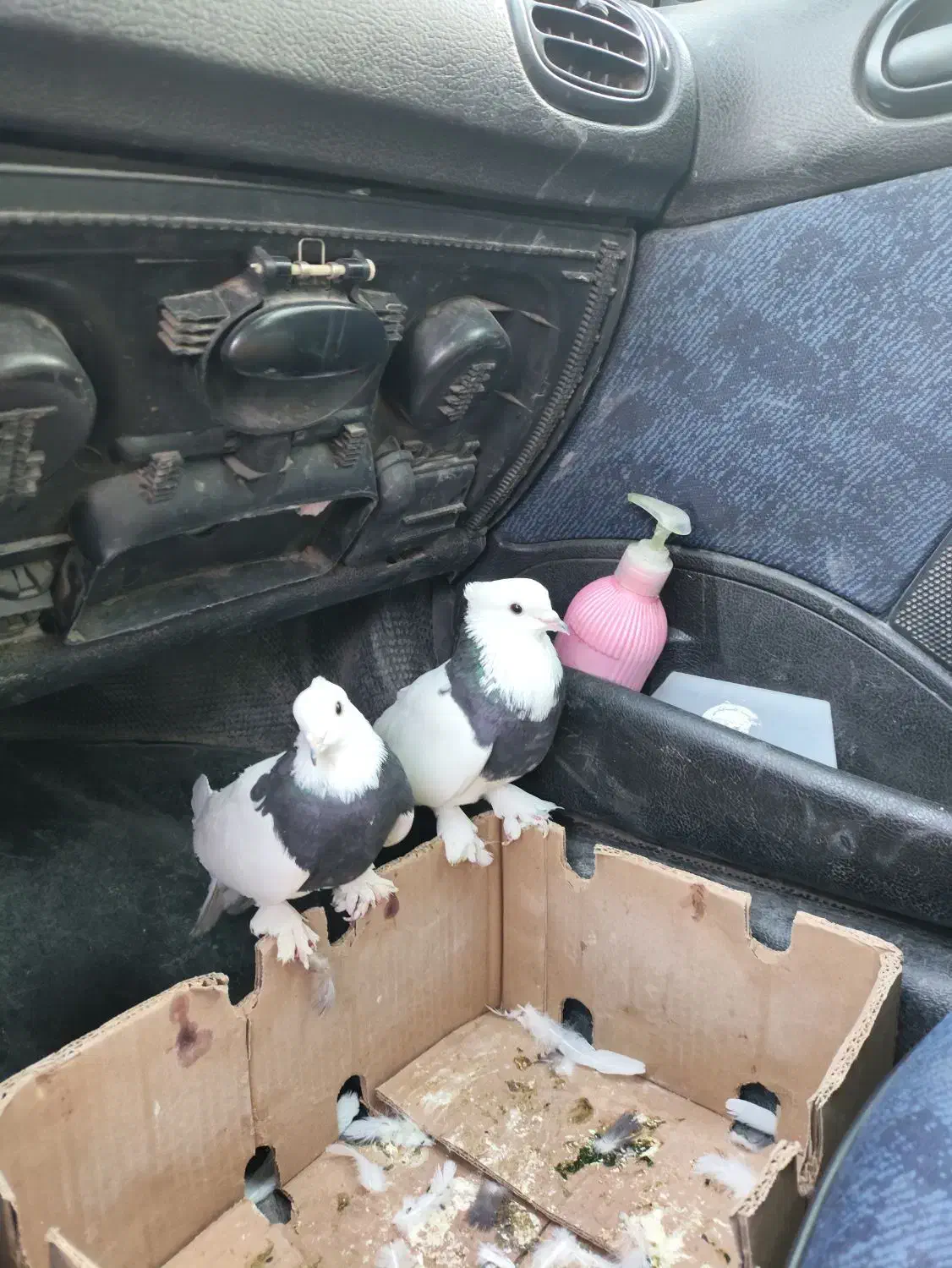 گمشده|پرنده|کارزان, |دیوار