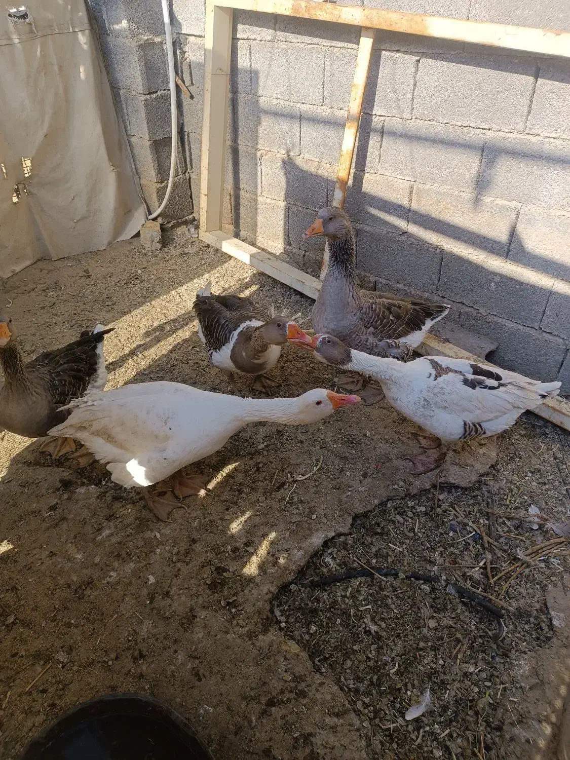 غاز|حیوانات مزرعه|نورآباد ممسنی, |دیوار