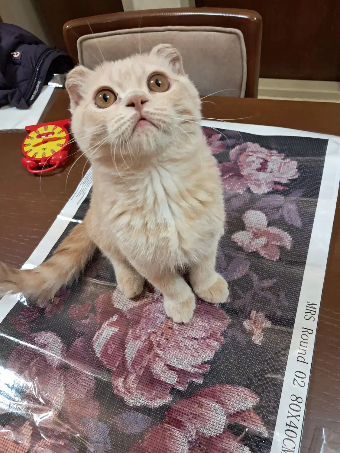 گربه اسکاتیش|گربه|ارومیه, |دیوار