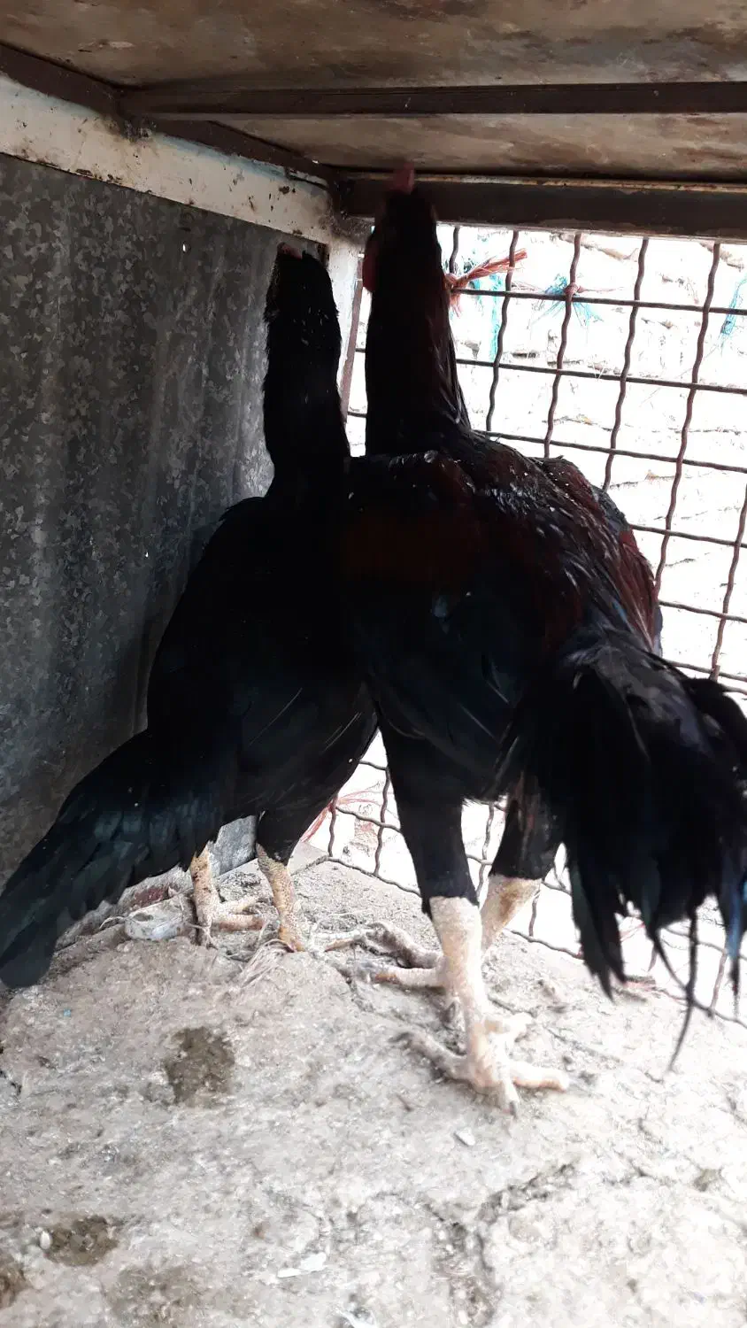 مرغ خروس لاری ومینیاتوری|حیوانات مزرعه|دشتابی, |دیوار