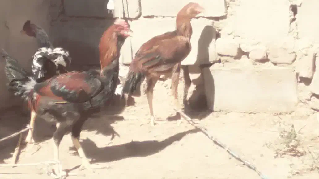 خروس لاری|حیوانات مزرعه|هامون, |دیوار