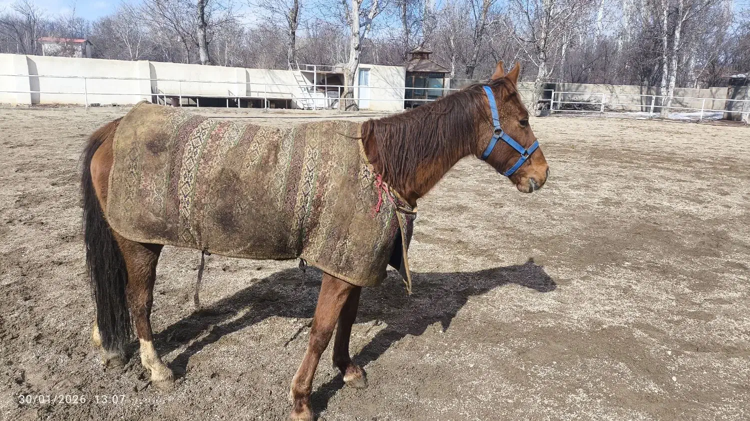 اسب مادیان|اسب و تجهیزات اسب‌سواری|ابهر, |دیوار