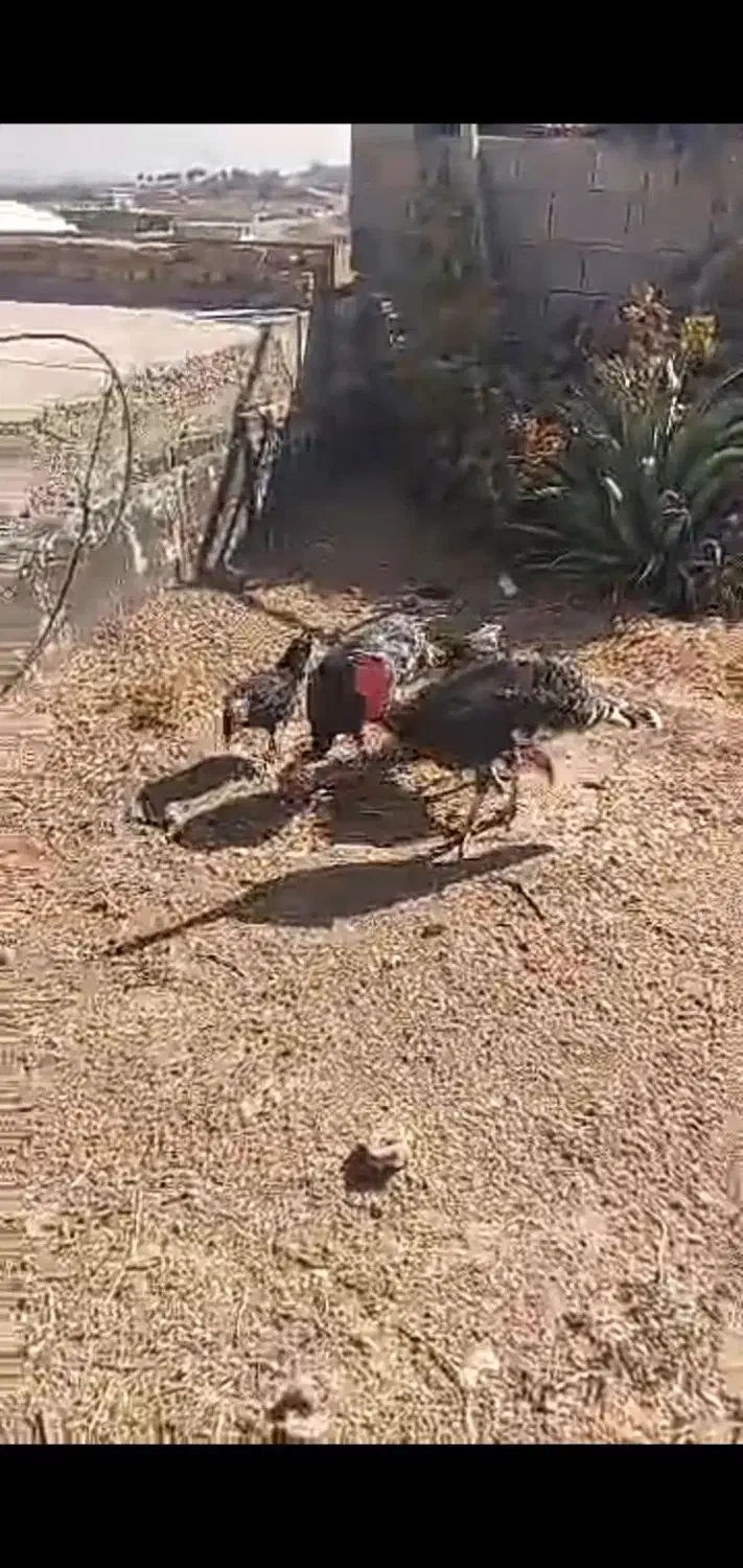 بوقلمون محلی|حیوانات مزرعه|شیراز, کوشک بیدک|دیوار