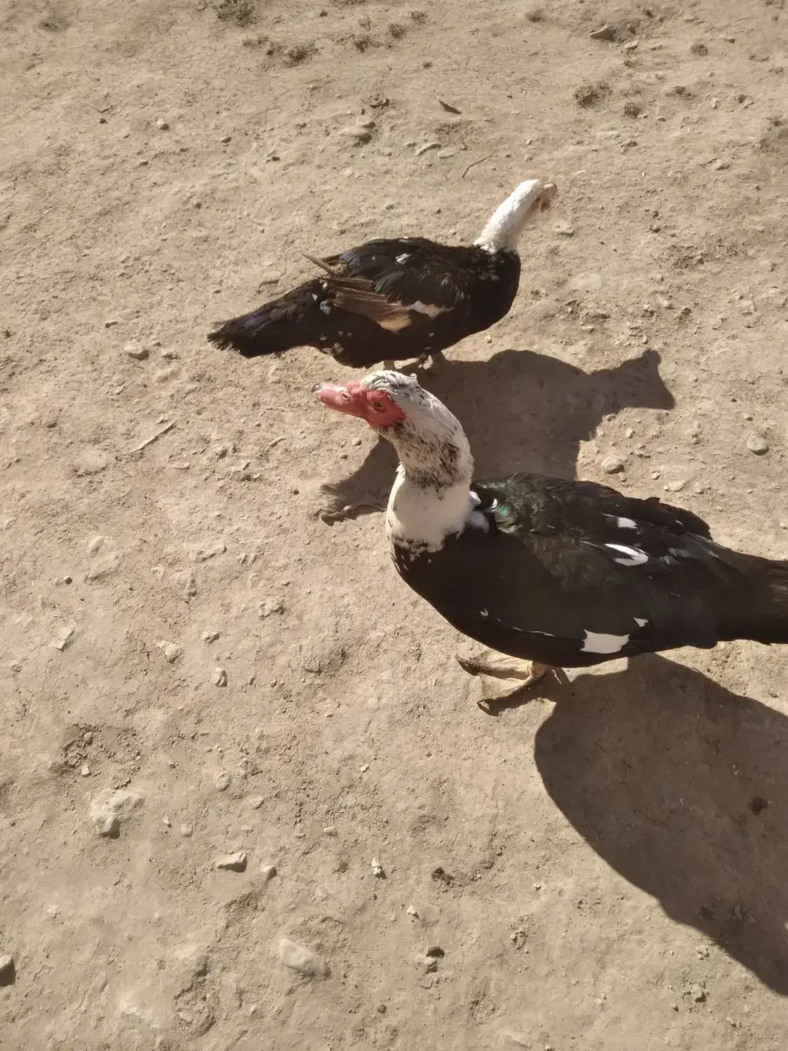 اردک اسراییلی|حیوانات مزرعه|قوچان, |دیوار