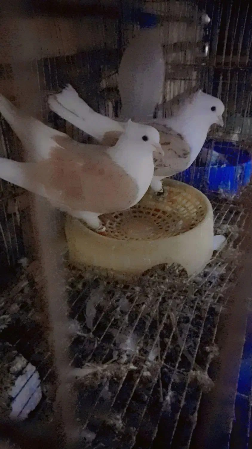 جفت دوکت زرد خال سیا|پرنده|دزفول, |دیوار