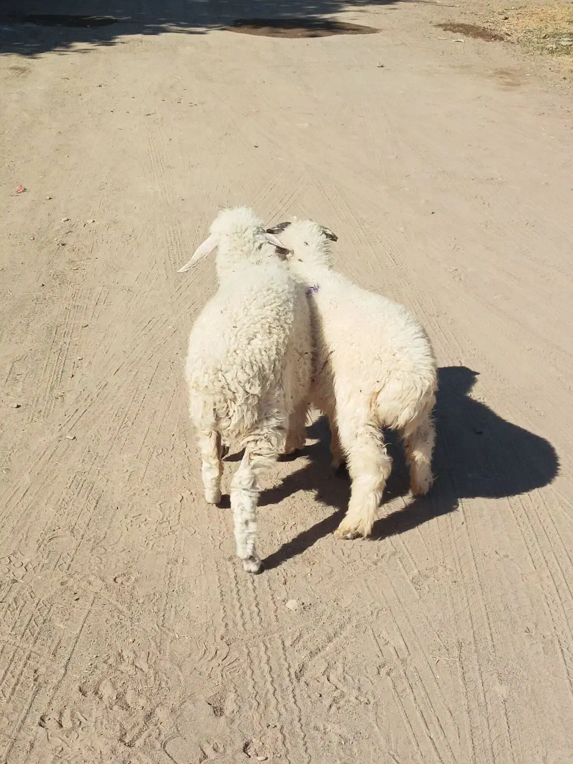 جفت بره نر ماده دورگ مناسب|حیوانات مزرعه|جیرفت, |دیوار