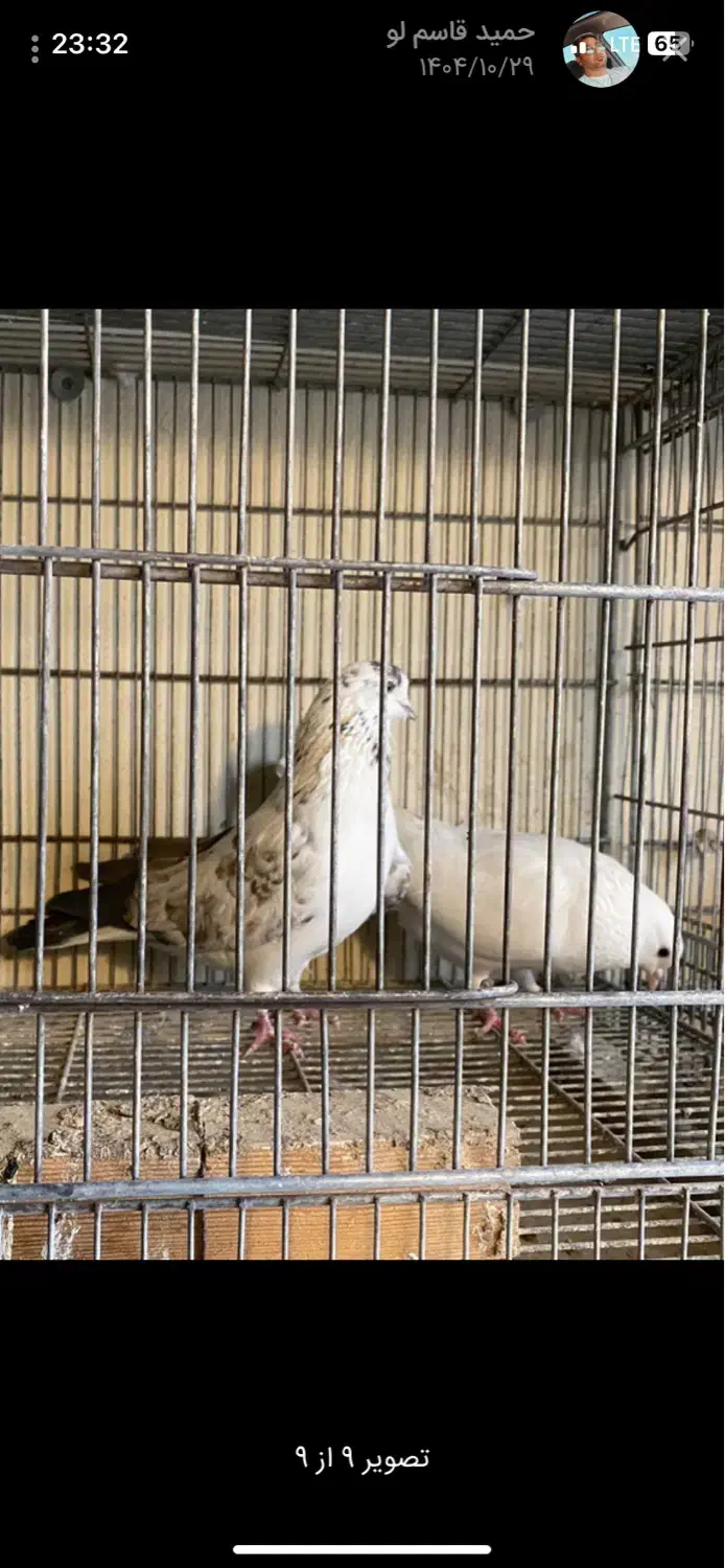 کپوتر پرشی|پرنده|بهارستان, |دیوار